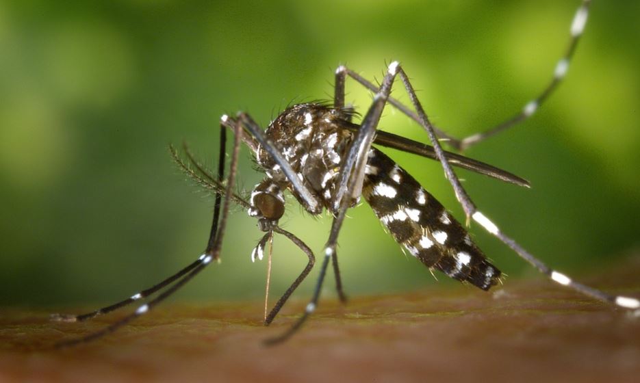 Dengue fever Climate Change Brazil