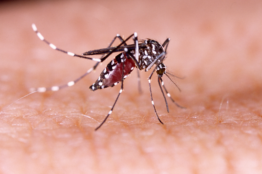 Effects of zika virus remain prominent despite vaccination development