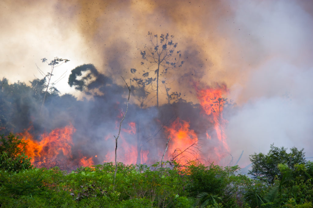 Deforestation falls in  in 2023, but grows in the Cerrado, Brazil's  second largest biome - Brazil Reports