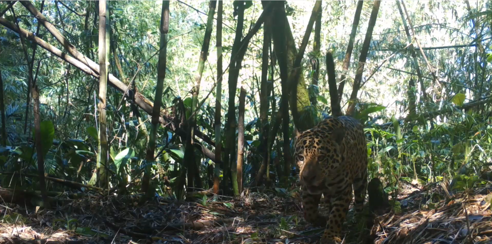 Jaguar recorded by camera trap in Serra do Mar (Serra do Mar Large Mammals Program courtesy)