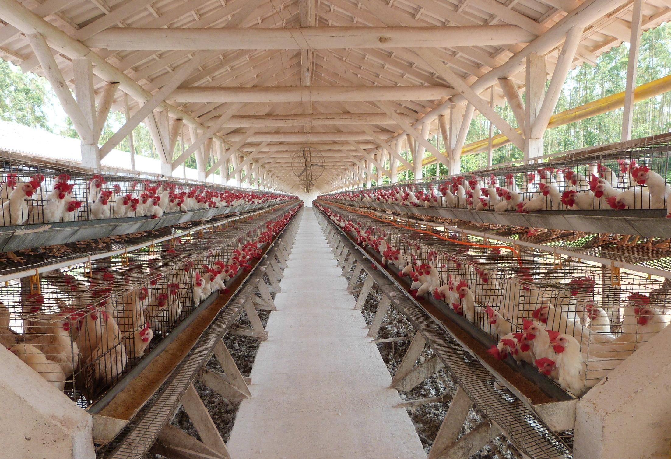 Embrapa poultry farm in the city of Naturovos (photo credit: João Dionísio Henn via Embrapa)