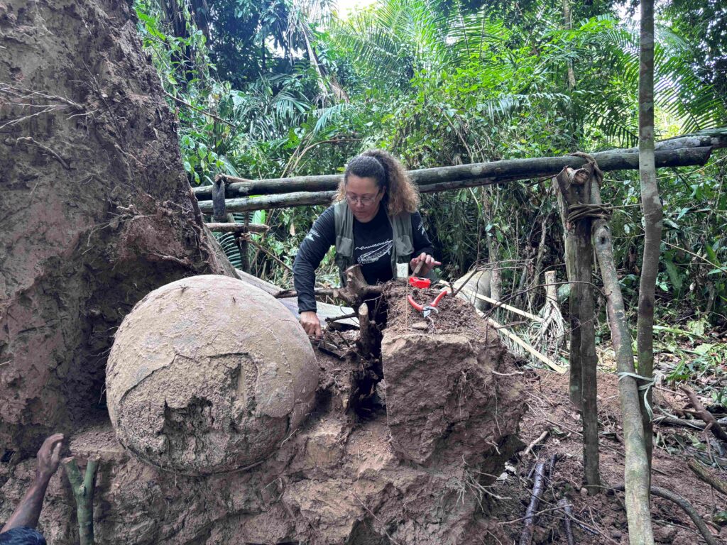 Archaeologist Geórgea Holanda at the site where the funerary urns were found (photo credit: Geórgea Holanda/Mamirauá Institute)